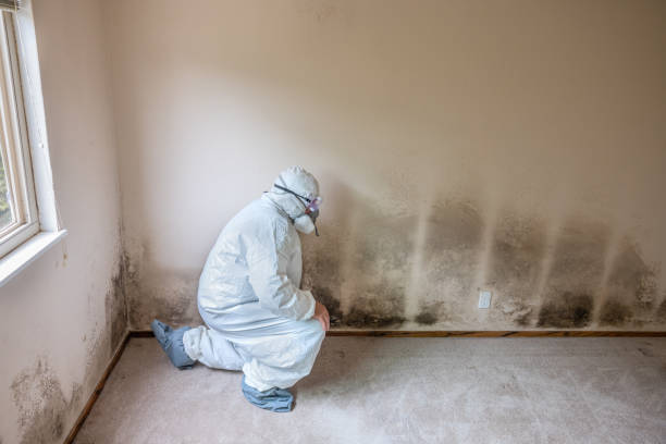 Best Post-Construction Mold Inspection  in USA